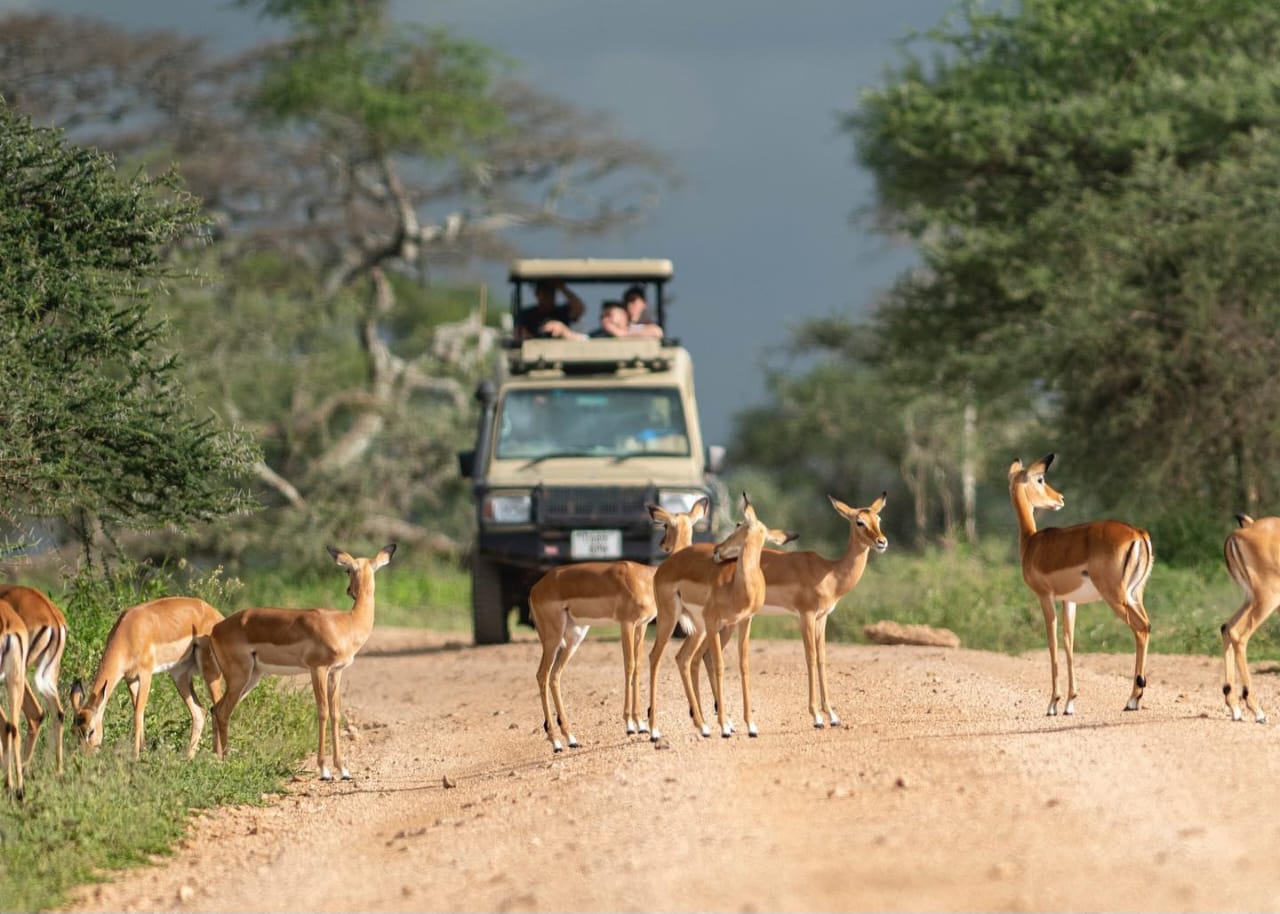 Safari car with clients viewing antelope crossing the road during Tanzania wildlife safari and Big Five safari tour in Serengeti National Park