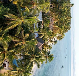 Scenic view of Jozani Forest in Zanzibar with lush greenery and walking trails.