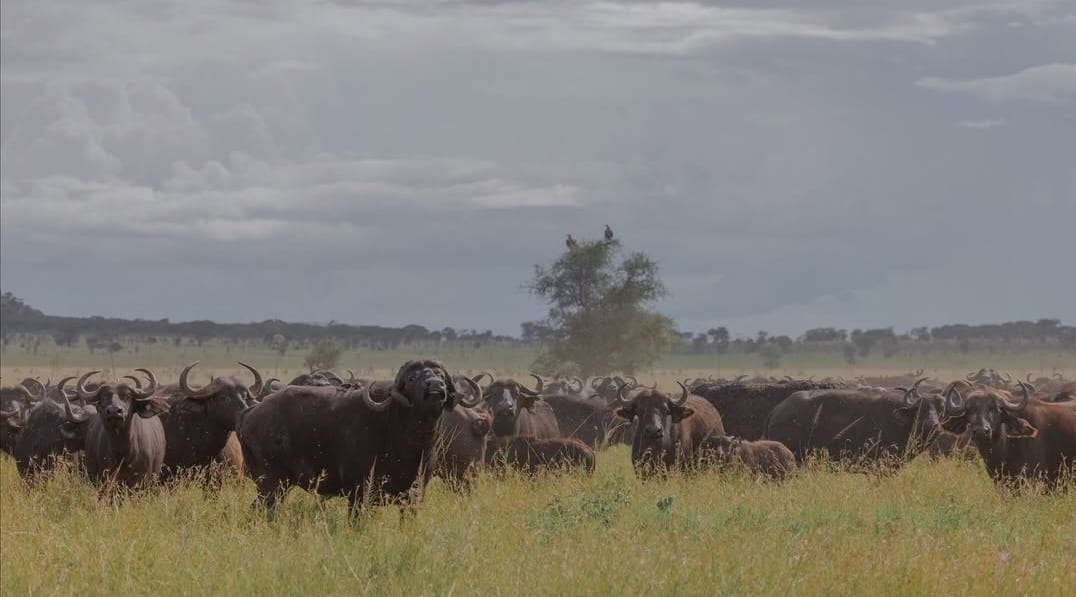 A herd of African buffalo grazing on the savannah in Kenya.