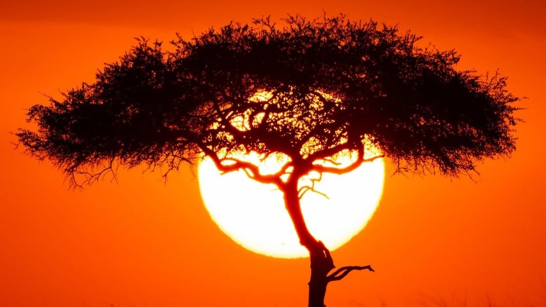 Silhouette of a lone tree against a vibrant orange and pink sunset sky over the savannah.