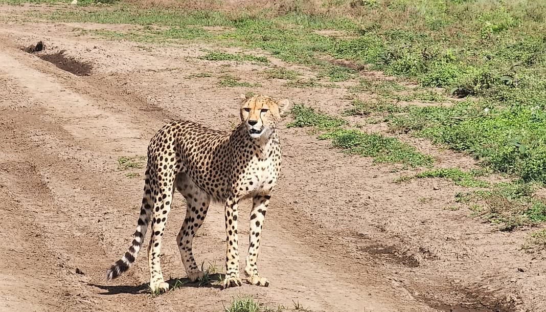 Leopard resting on a tree branch in the African savannah, watching its surroundings.
