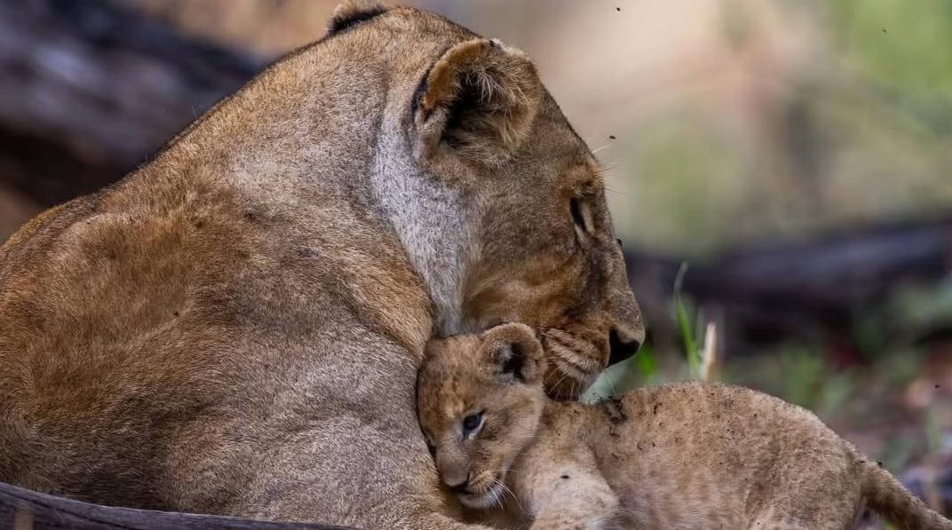 Mother lion with her cub resting together on the African savannah.