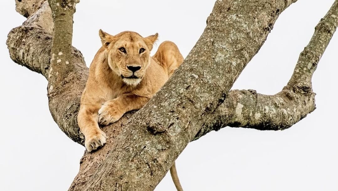Lion lying on a tree branch observing wildlife below in the African savannah