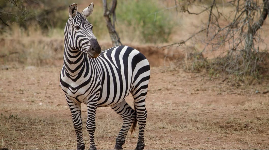A zebra grazing on the African savannah under sunlight.