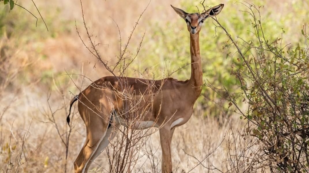 Antelope standing in the savannah, alert with curved horns and golden grass around.