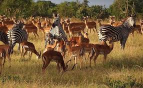 Scenic sunset over Mikumi National Park savannah.