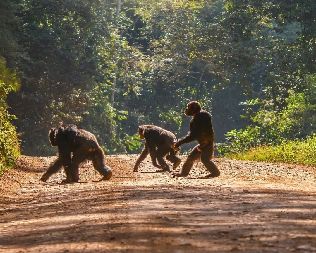 Mountain gorillas crossing a forest road in Volcanoes National Park Rwanda during safari
