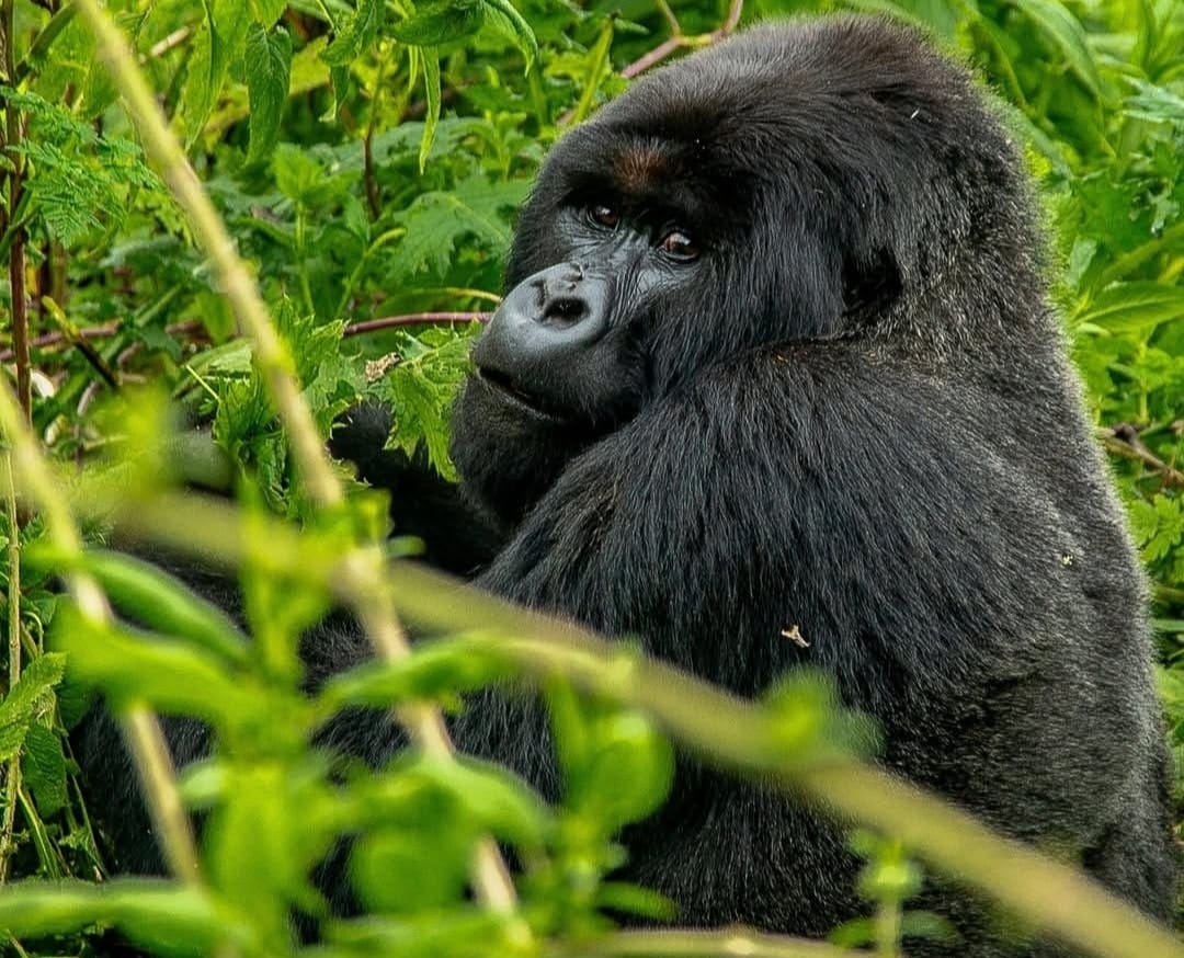 Gorilla looking alert in dense rainforest habitat in Volcanoes National Park, Rwanda, surrounded by lush green vegetation in its natural environment.