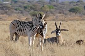 Panoramic view of Ngorongoro Crater with wildlife and volcanic rim.