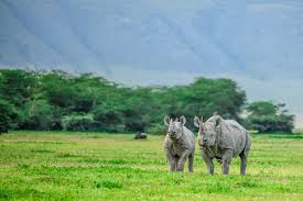 Pair of rhinos grazing peacefully on the savannah.
