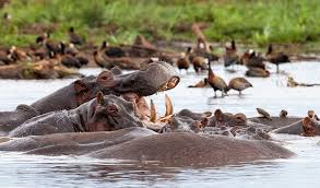 5 Days Arusha N.P, Lake Manyara, Serengeti, & Ngorongoro Crater