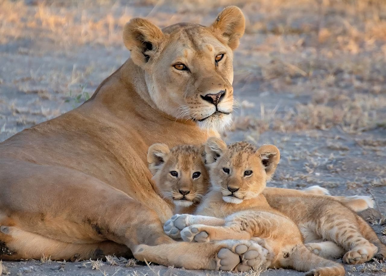 Lioness resting with cubs in Serengeti National Park during Tanzania wildlife safari on a Big Five safari experience in Northern Tanzania safari