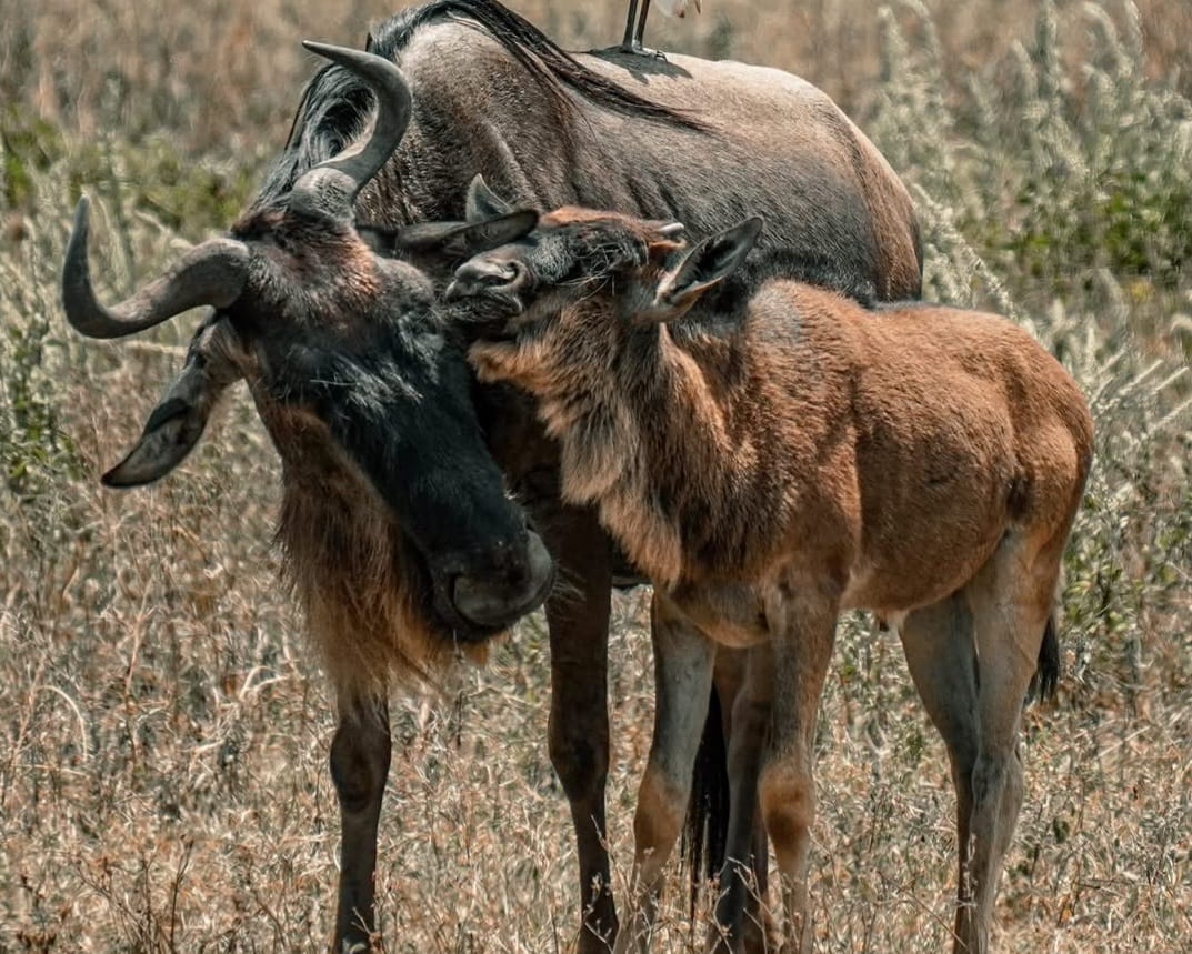 Mother wildebeest and calf in African savannah wildlife safari