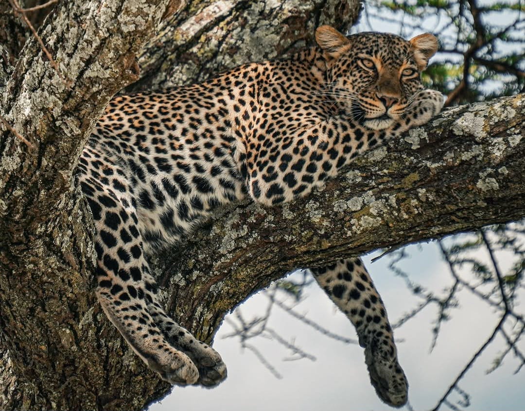 Resting leopard in tree during East Africa wildlife safari tour