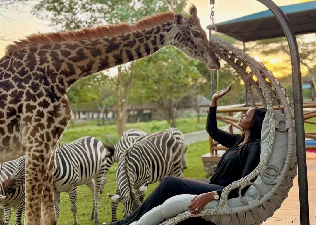 Tourist feeding a giraffe during a Tanzania wildlife safari experience in Arusha with Nelwen Tours & Safaris