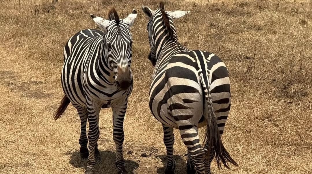 Two zebras standing side by side on the African savannah, their black and white stripes contrasting against the golden grass under a clear blue sky.