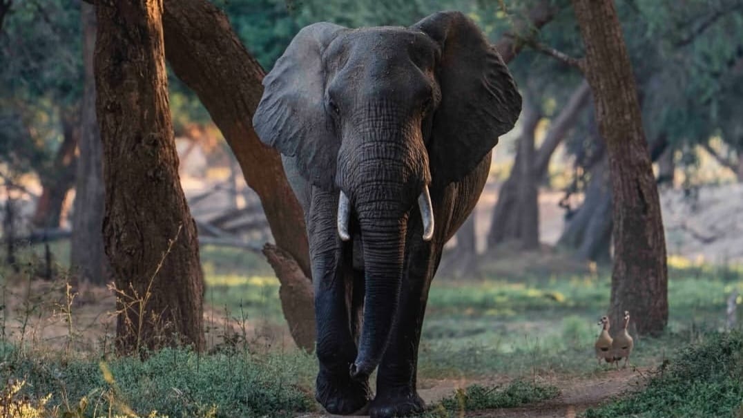 Elephant walking gracefully across a grassy savannah under a clear sky.