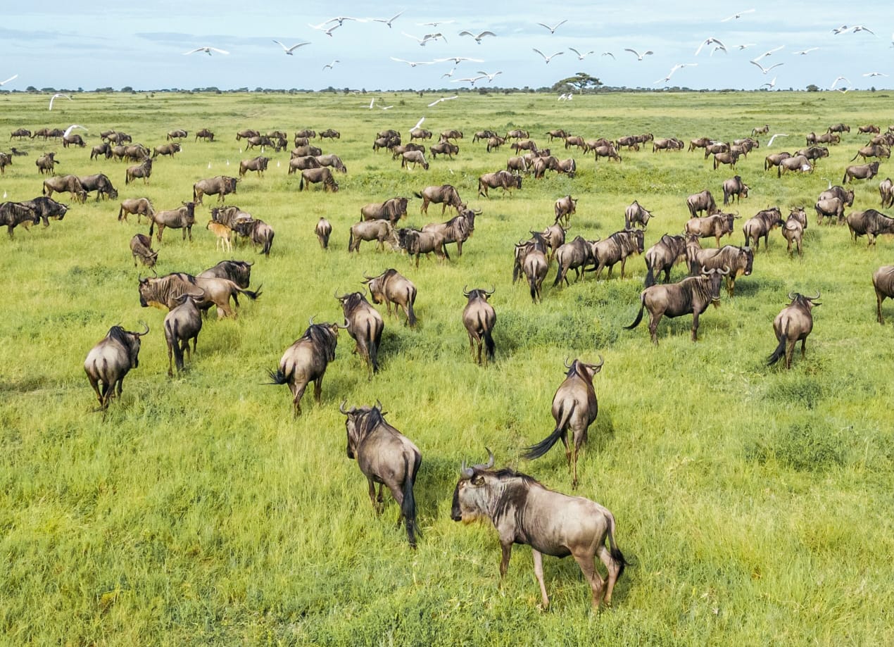 Great Wildebeest Migration crossing the Serengeti plains during a Tanzania Wildlife Safari in Serengeti National Park and Big Five safari adventure