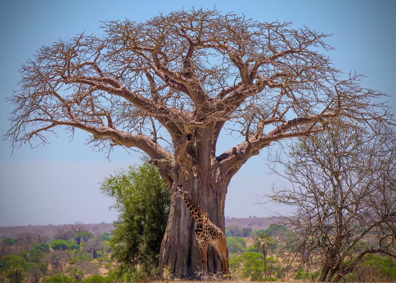 Giraffe reaching leaves on baobab tree in Tarangire National Park during Tanzania wildlife safari and Big Five safari experience in Northern Tanzania