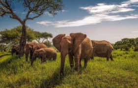 Giant African elephant walking through the savannah in Tanzania.