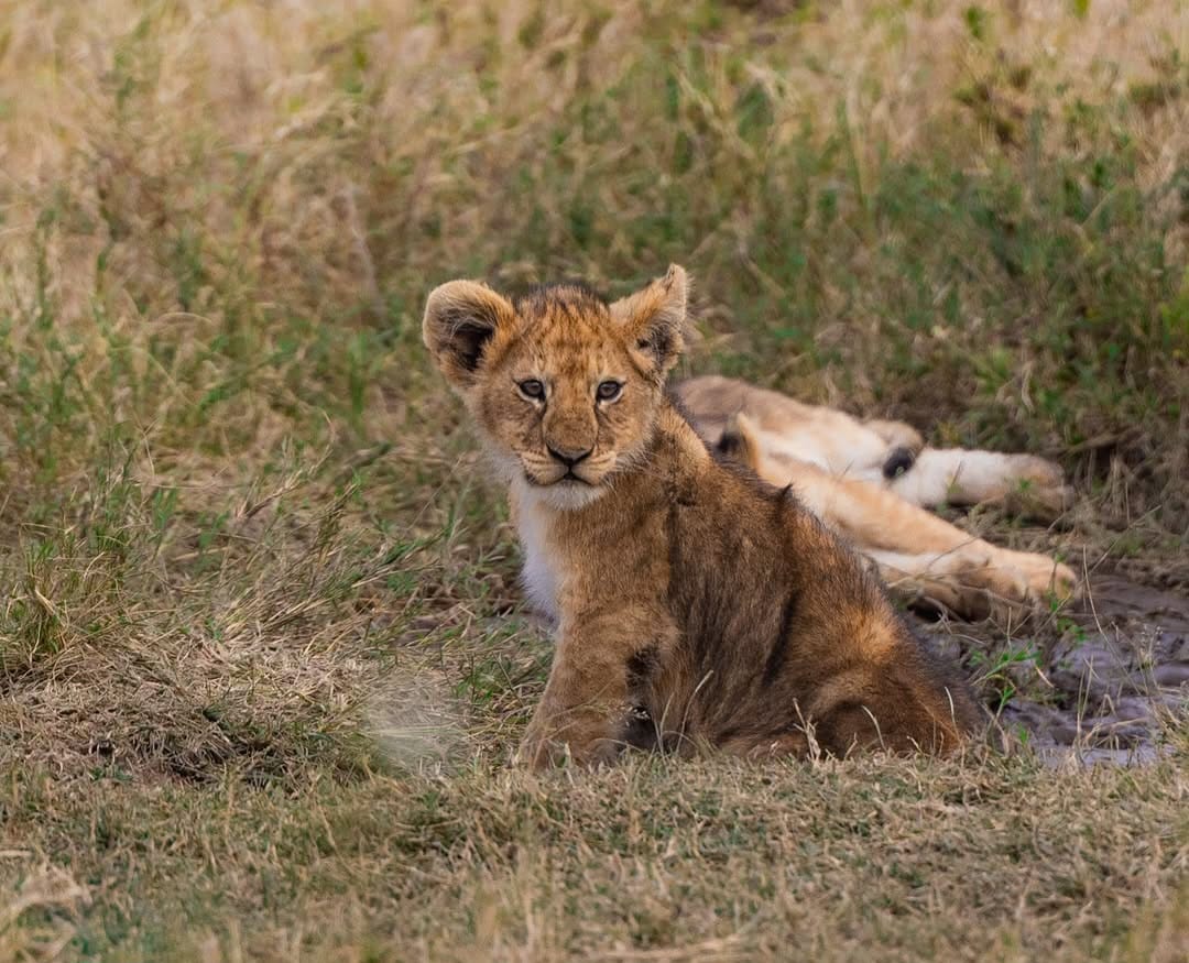 Lion cubs resting in African savannah during wildlife safari tour