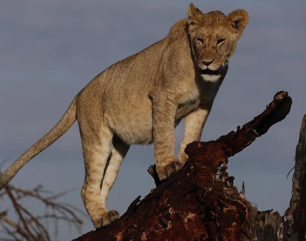 African lion (simba) resting on a tree branch in the savannah, showcasing unusual climbing behavior and a scenic wildlife moment in East Africa.