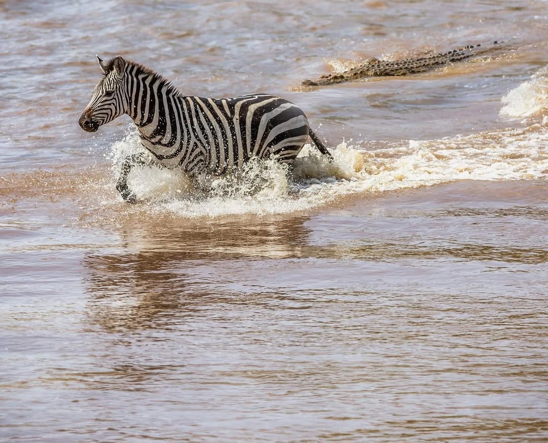 A zebra crossing a river with a crocodile following nearby, capturing a dramatic wildlife moment in the African savannah.