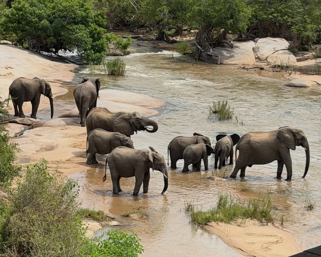 A group of elephants drinking water from a river in the African savannah, showcasing their social behavior and natural habitat.