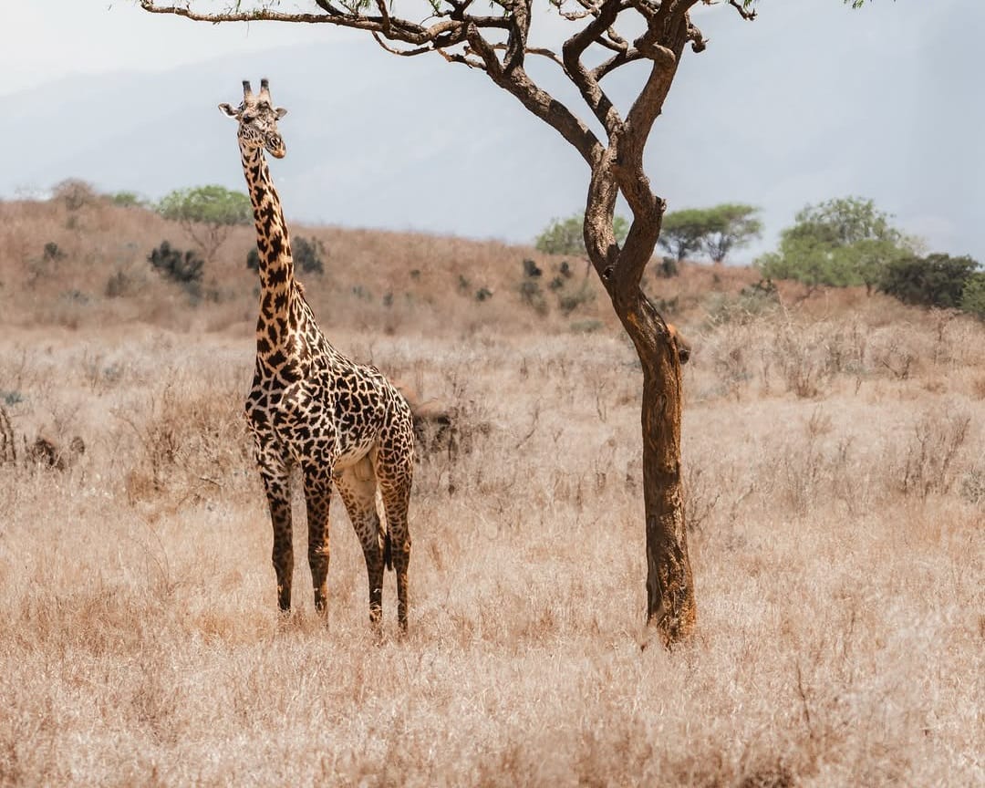 A graceful giraffe browsing treetops in the African savannah, showcasing its long neck and distinctive spotted pattern in its natural habitat.