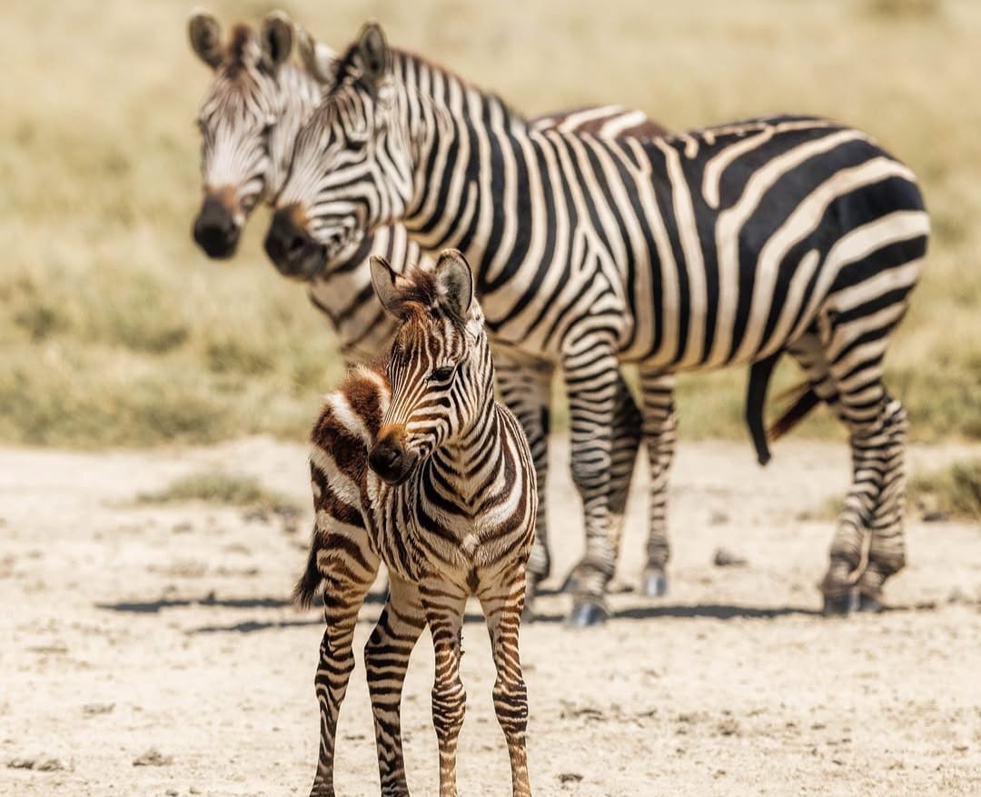 A young zebra standing close to two adult zebras in the African savannah, showcasing family bonds and the striking black-and-white striped patterns.