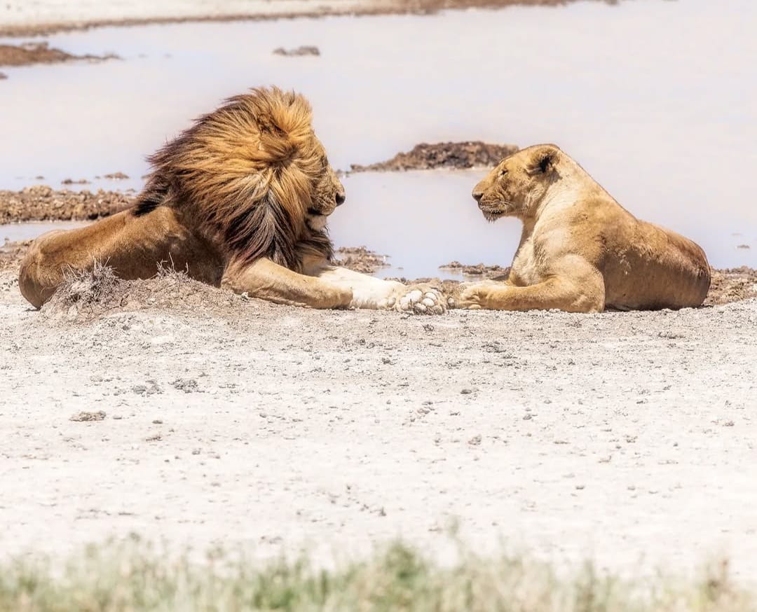 A male and female lion resting together near a waterbody in the African savannah, showcasing their relaxed behavior and natural wildlife habitat.