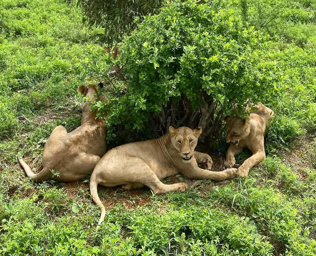 A pride of lions resting together on the African savannah, showcasing their social bonds and dominance in the wild.