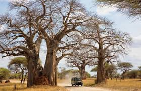 Baobab trees and wildlife in Ruaha wilderness