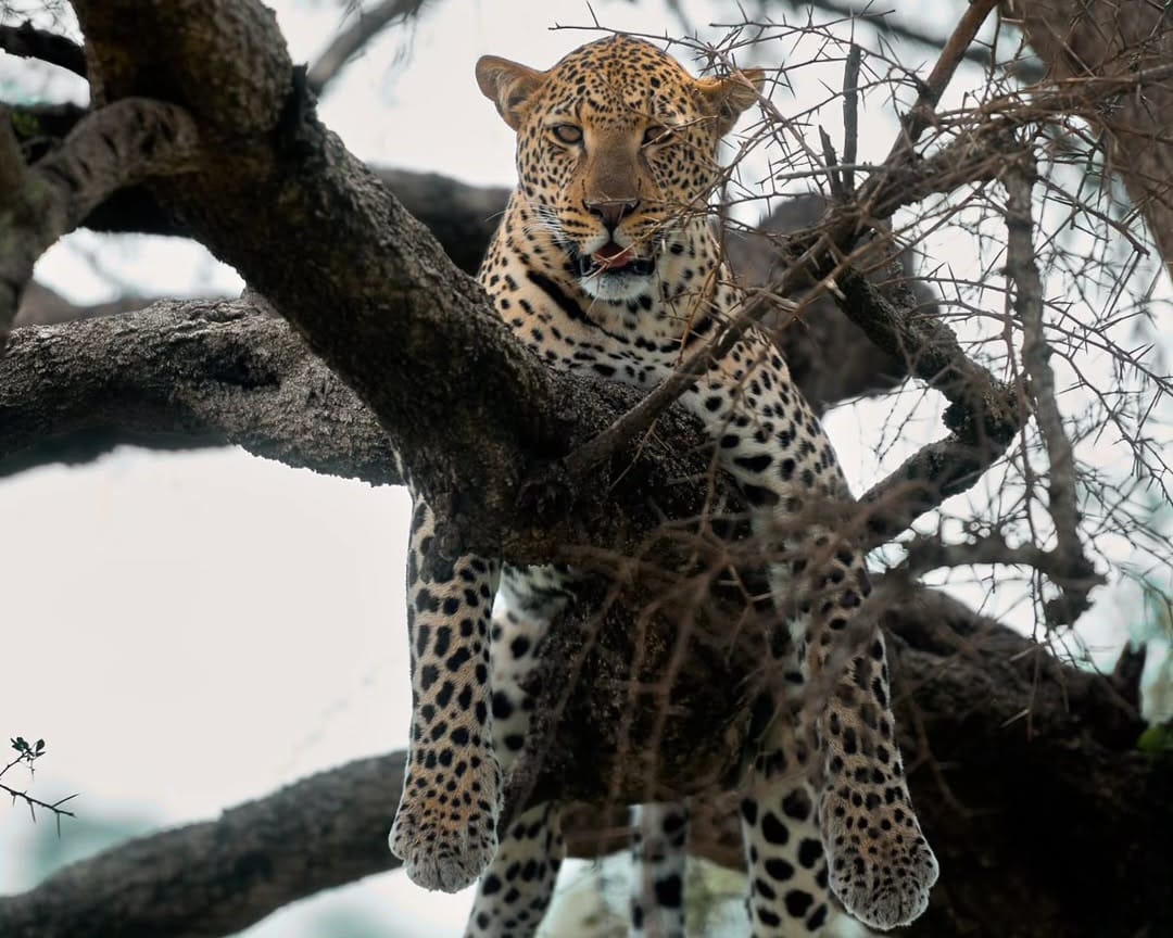 A leopard resting on a tree branch in the African savannah, showcasing its spotted coat and keen, watchful gaze in its natural habitat.