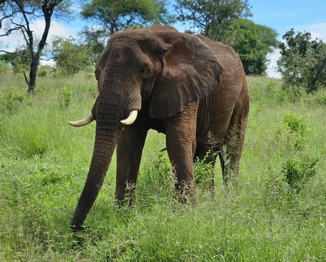 An elephant feeding on lush green vegetation in the African savannah, showcasing its trunk in action and natural grazing behavior.