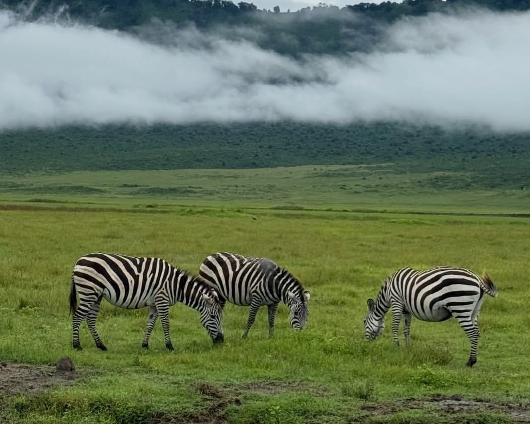 A group of zebras grazing on grass in the African savannah, showcasing their striped patterns and calm feeding behavior in the wild.