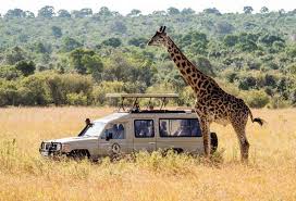Safari view of a tall giraffe standing gracefully on the open savannah with acacia trees and distant wildlife in Tanzania.
