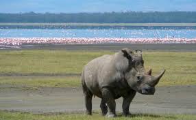 Black rhino grazing inside Ngorongoro Crater during a Tanzania safari.