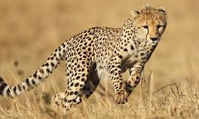 Leopard running swiftly across the African savannah during a Tanzania safari, showcasing speed and agility in the wild.