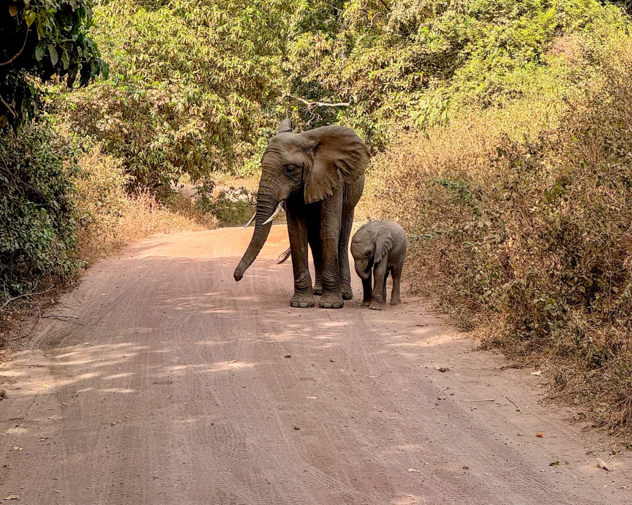 Elephant and her baby on a Tanzania safari in Serengeti National Park during an African safari with Nelwen Tours & Safaris