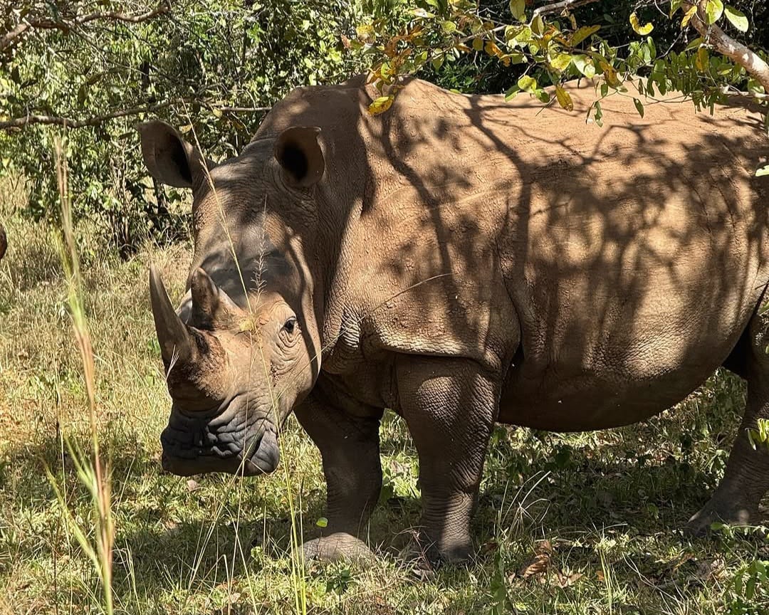 Rhinoceros grazing in African savannah