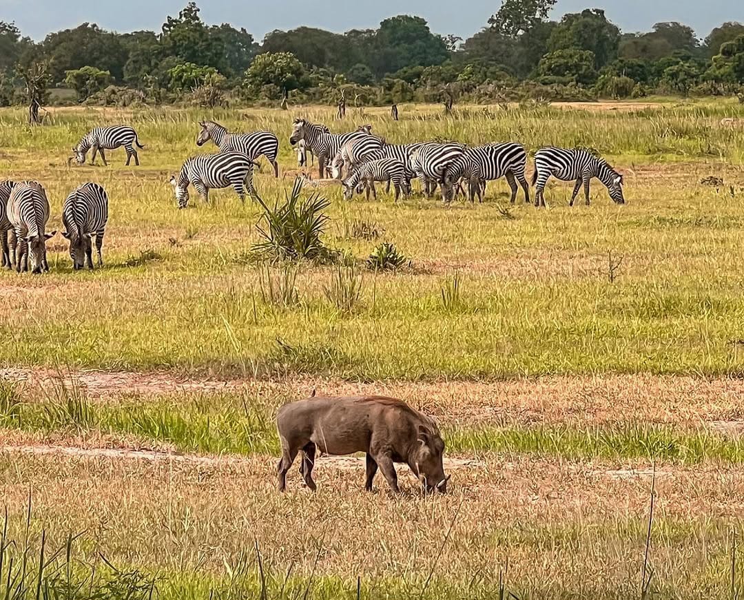 African zebras grazing in natural habitat East Africa wildlife tour