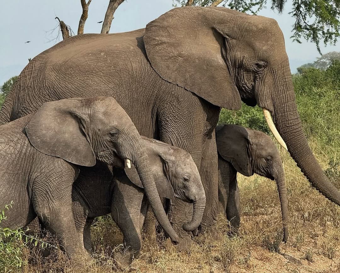 Elephant family walking together in Tanzania savannah