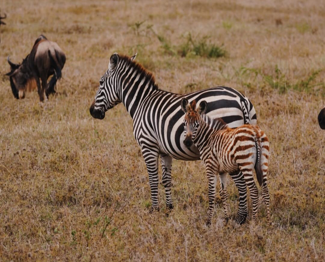Mother zebra with baby foal grazing in African savannah wildlife safari