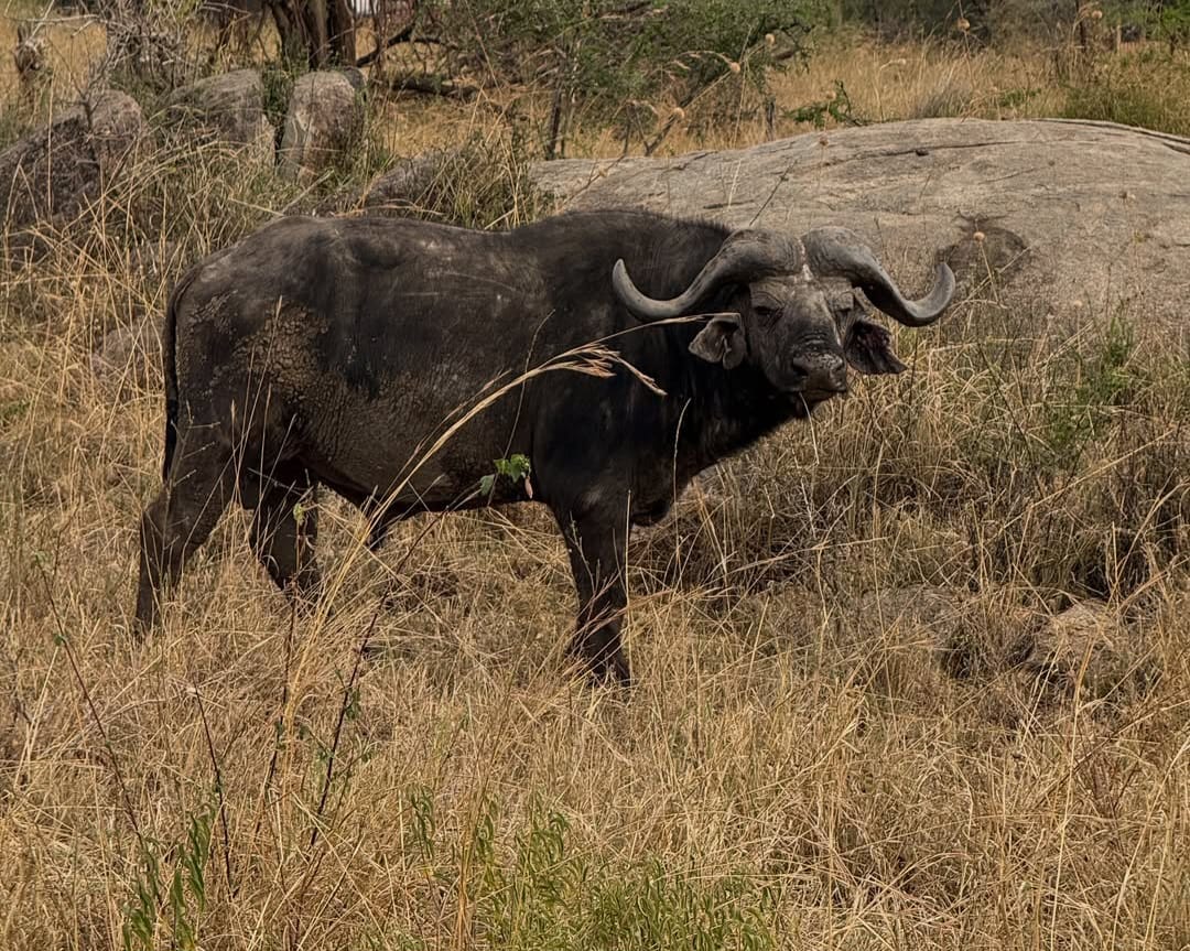 Buffalo grazing in Serengeti National Park during a Tanzania safari and African wildlife safari with Nelwen Tours & Safaris.