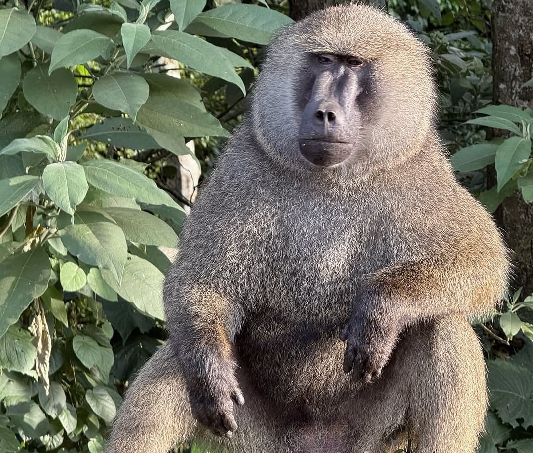 African baboon sitting in natural habitat