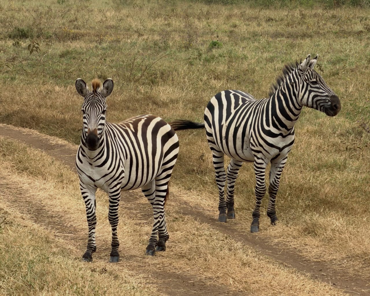 Zebras on Tanzania safari in Serengeti National Park during an African safari with Nelwen Tours & Safaris