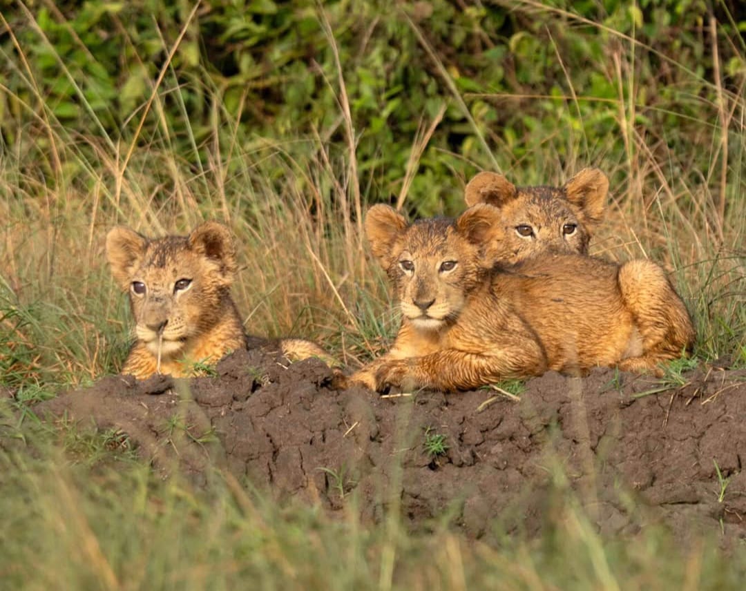 Lion cubs sitting together in the African savannah