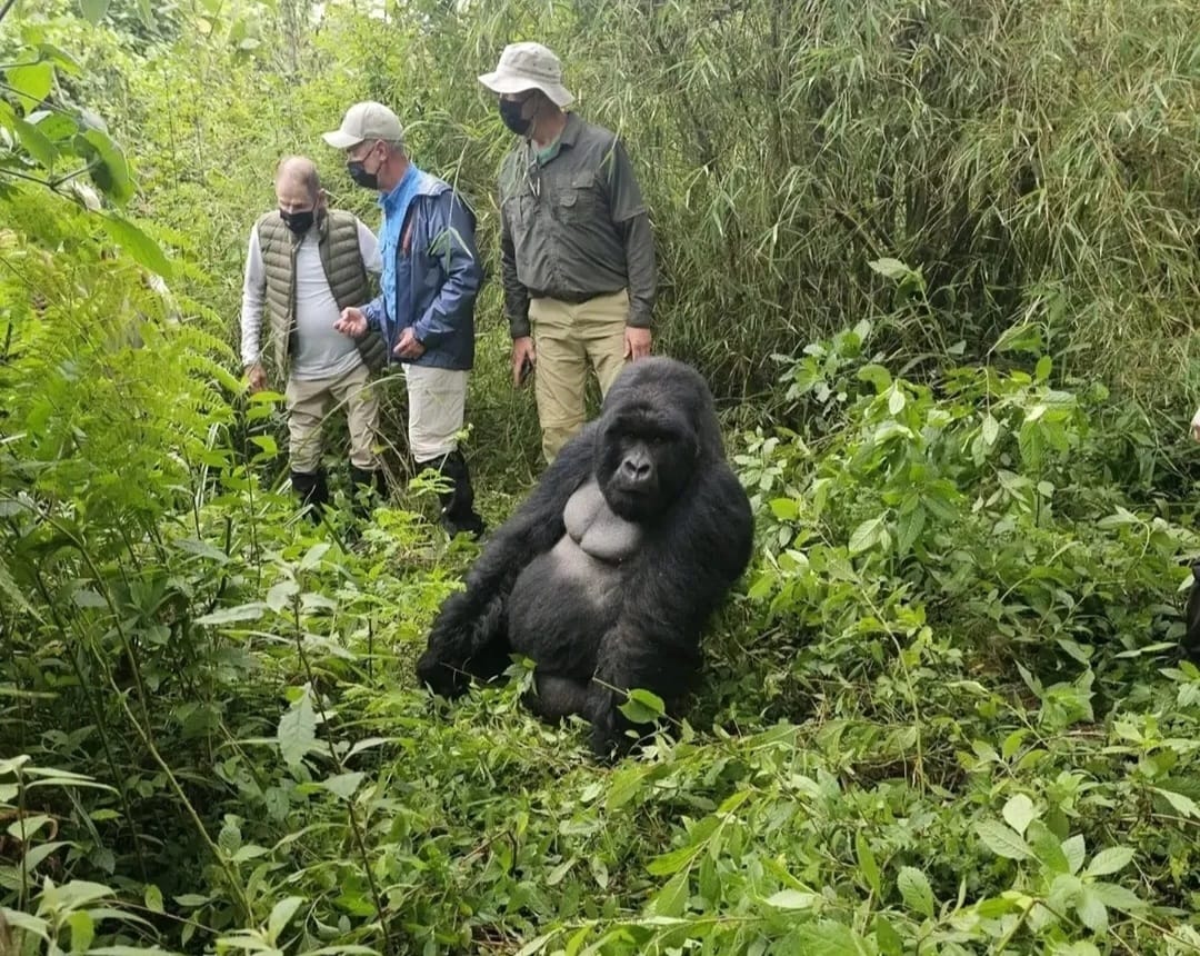 Tourists observing mountain gorillas in the forest