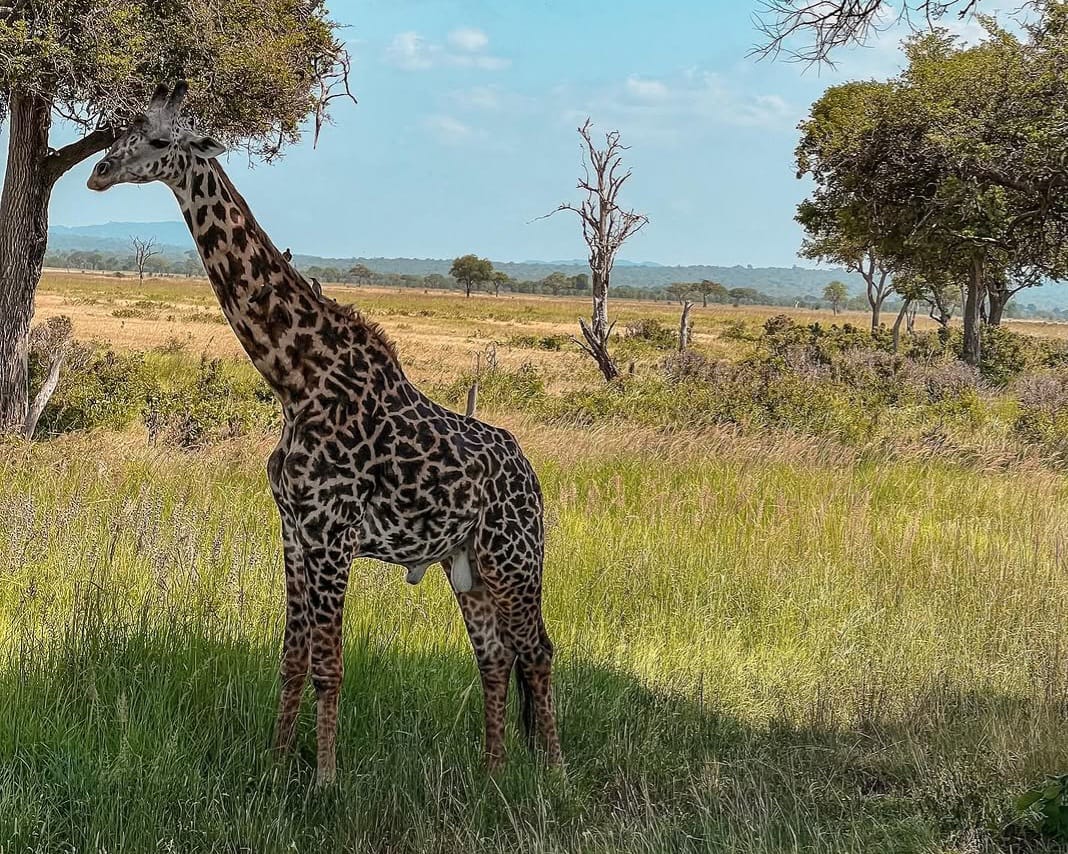 Tall giraffe standing in African savannah wildlife safari experience